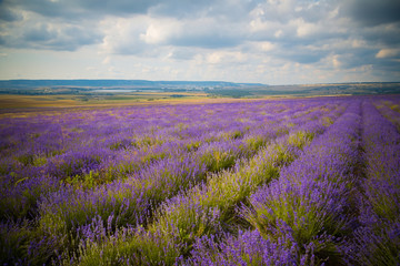 Naklejka na ściany i meble field of Lavender Flowers