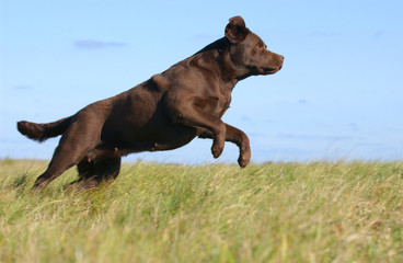brown dog in the sky background