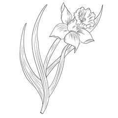 Daffodil flower or narcissus isolated on white background - obrazy, fototapety, plakaty
