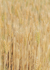 barley field of agriculture