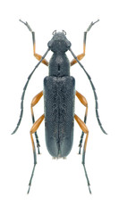 Capricorn beetle Anoplodera rufipes