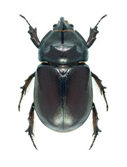 Beetle Oryctes nasicornis
