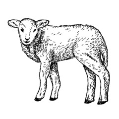 lamb hands drawing