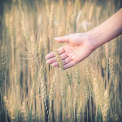 hand woman touch barley field of agriculture rural scene