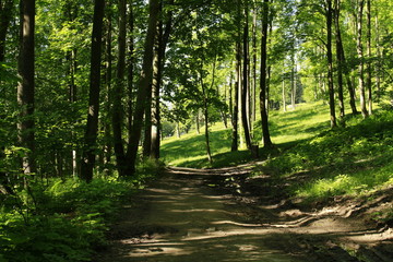 Obraz premium rural road into the forest