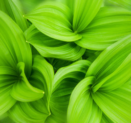 green leaves abstract background