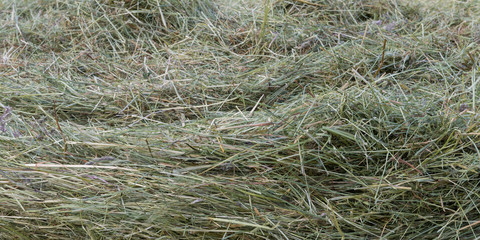 punch of fresh mowed dry hay grass