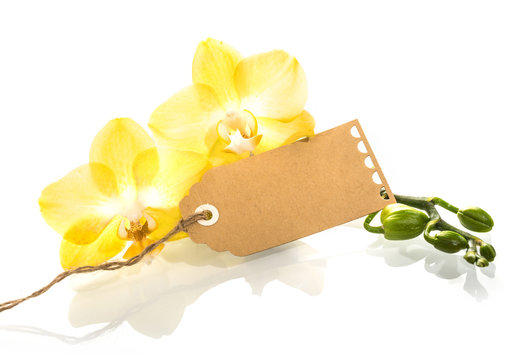 Beautiful phalaenopsis orchids with a gift tag