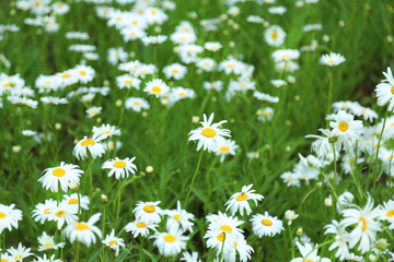 Daisy flowers in garden