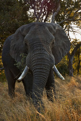 Elephant bull vertically in Kruger National Park