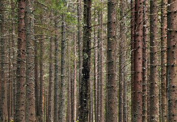 Obraz premium Forest landscape in National Park Retezat, Romania, Europe
