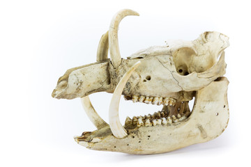 Naklejka premium Skull of wild boar