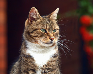 Fototapeta premium Cat