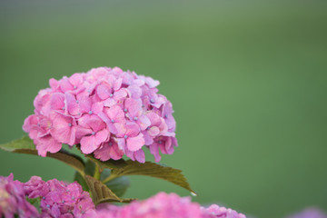 朝の紫陽花