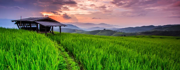Gordijnen Paddy view in the sunset, Chiangmai province of Thailand © Photo Gallery