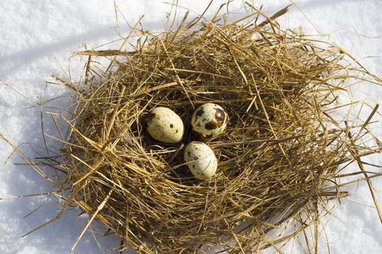Яйца перепелиные в гнезде