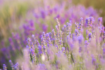 Naklejka premium Lavender