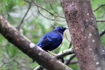 Satin bowerbird (Ptilonorhynchus violaceus) male in Australia 