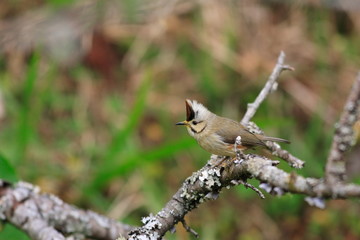 Taiwan Yuhina (Yuhina brunneiceps) in Ari Shan