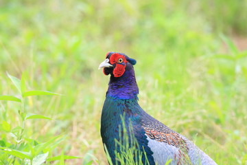 Japanese or Green Pheasant (Phasianus versicolor) male in Japan