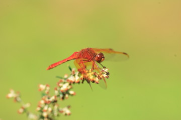 Sympetrum croceolum dragonfly in Japan