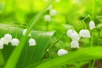 Lily of the Valley - 66528243