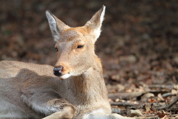 Sika Deer (Cervus nippon) in Japan 