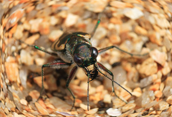 Lewis Tiger Beetle (Cicindela lewisi) in Japan　