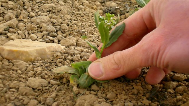 Pink skin hand yanks a small flowering plant from extremely dry 