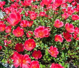Purslane or Pussley flower