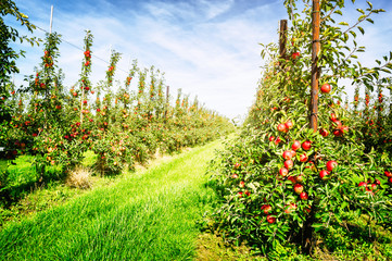 Apple orchard - 66531635