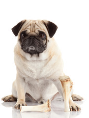 Pug dog on white background