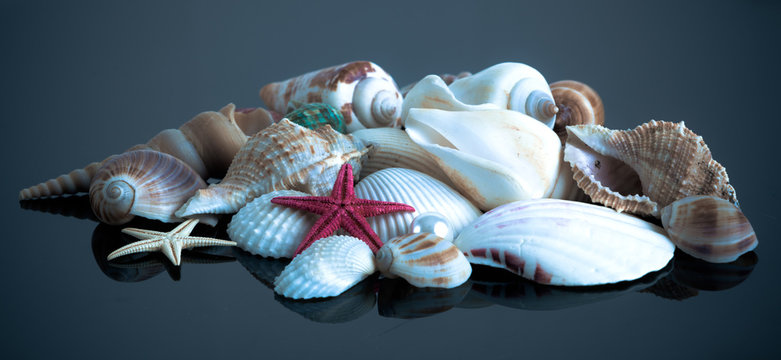 Sea shells.  Seashell collection