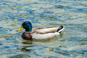 Obraz premium Ente im Wasser