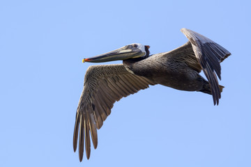 Obraz premium Brown Pelican in flight