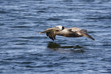 Brown Pelican in flight