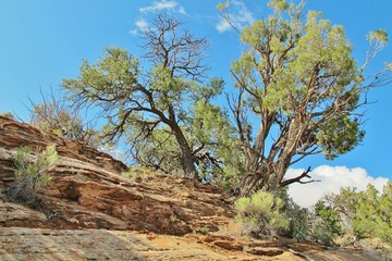 Juniper-Baum in Arizona