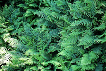 Fototapeta na wymiar green fern as a background
