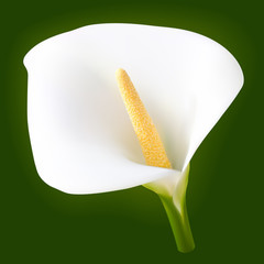White calla flower