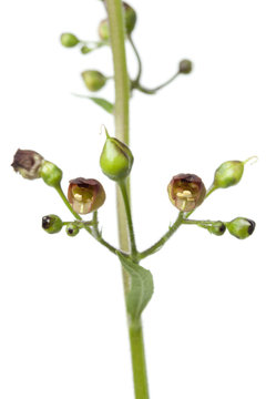 Flowering figwort