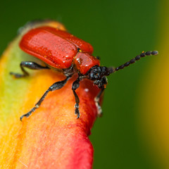 Asiatic Visitor