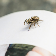 Jumping Spider