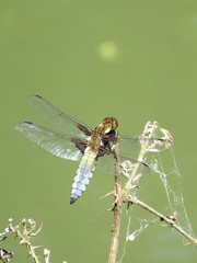 libellule