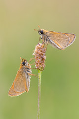 Skipper - Thymelicus sylvestris