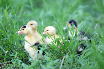 Little cute ducklings on green grass, outdoors