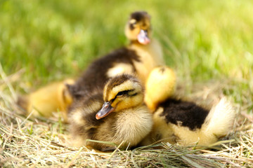 Little cute ducklings on hay, outdoors