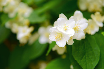 Beautiful jasmine flowers close-up