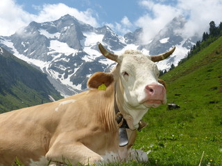 Fototapeta na wymiar Milchkuh vor fantastischer Bergkulisse