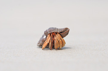 Hermit crab