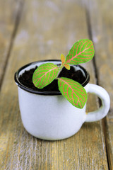 Young plant in mug on color wooden background